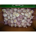 Fresh Regular White Garlic Crop 2019